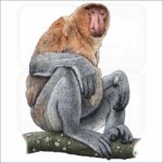 Proboscis Monkey illustration