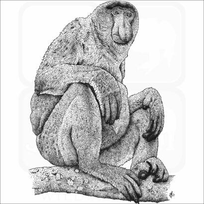 Proboscis Monkey