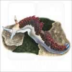 Hilton's Aeolid illustration