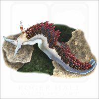 Hilton's Aeolid illustration
