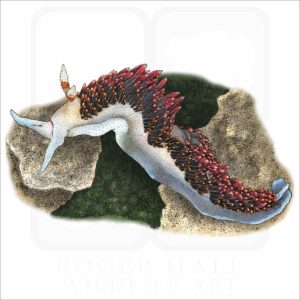 Hilton's Aeolid illustration