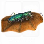 Punctured Tiger Beetle illustration
