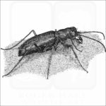 Punctured Tiger Beetle