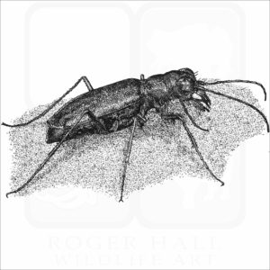 Punctured Tiger Beetle