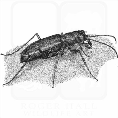 Punctured Tiger Beetle