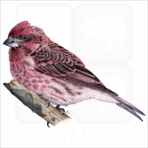 Purple Finch illustration
