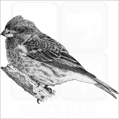 Purple Finch