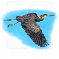 Purple Heron illustration