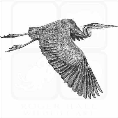 Purple Heron