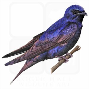 Purple Martin illustration