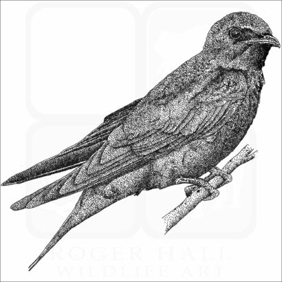 Purple Martin