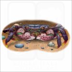Purple Shore Crab illustration