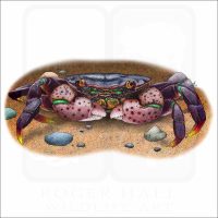 Purple Shore Crab illustration