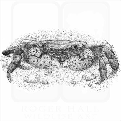 Purple Shore Crab
