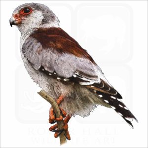 African Pygmy Falcon illustration