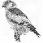 African Pygmy Falcon
