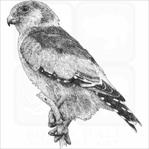 African Pygmy Falcon