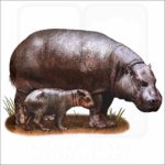 Pygmy Hippopotamus and young illustration