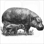 Pygmy Hippopotamus and young