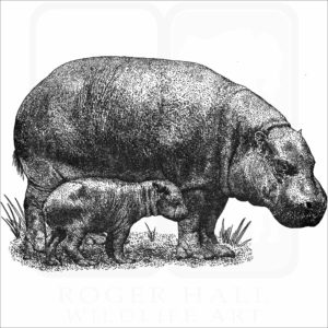 Pygmy Hippopotamus and young
