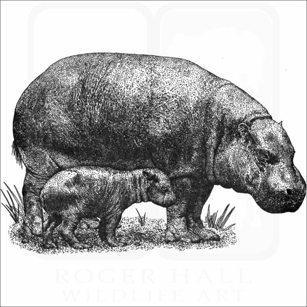 Pygmy Hippopotamus and young