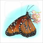 Queen Butterfly illustration