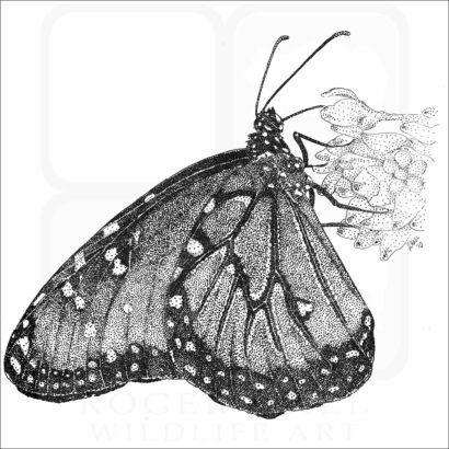 Queen Butterfly