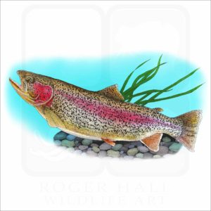 Rainbow Trout illustration