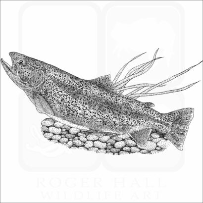 Rainbow Trout