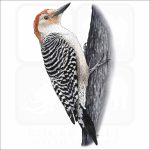 Red-Bellied Woodpecker illustration