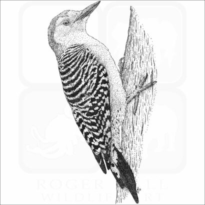 Red-Bellied Woodpecker