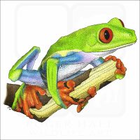 Red-Eyed Tree Frog illustration