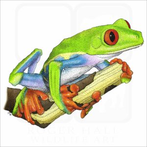 Red-Eyed Tree Frog illustration