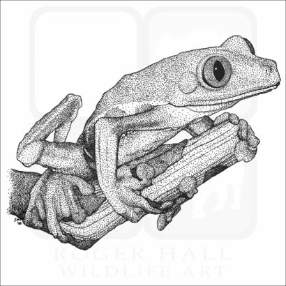 Red-Eyed Tree Frog