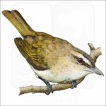 Red-Eyed Vireo illustration