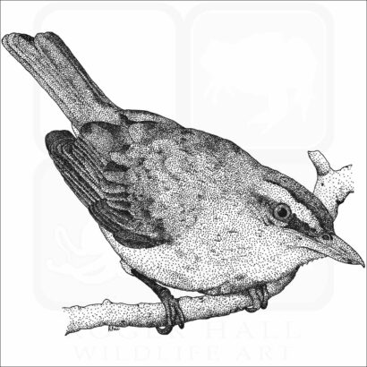 Red-Eyed Vireo
