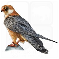 Red-Footed Falcon illustration