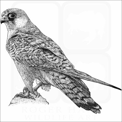 Red-Footed Falcon
