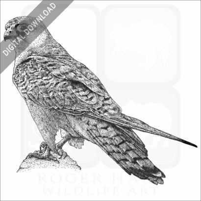 Red-Footed Falcon