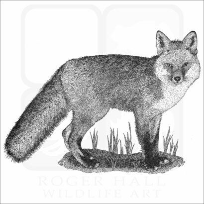 Red Fox