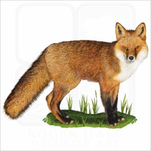 Red Fox illustration