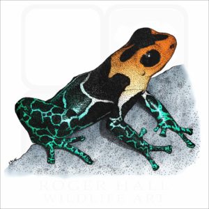 Red-Headed Poison Dart Frog illustration