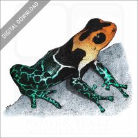 Red-Headed Poison Dart Frog stock image