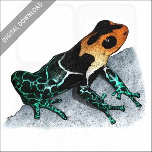 Red-Headed Poison Dart Frog stock image