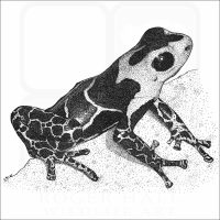 Red-Headed Poison Dart Frog