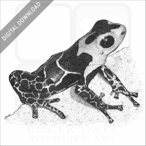 Red-Headed Poison Dart Frog
