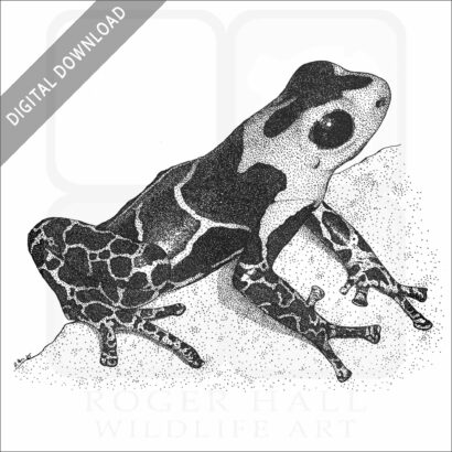 Red-Headed Poison Dart Frog