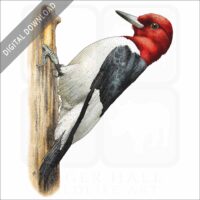 Red-Headed Woodpecker stock image