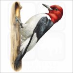 Red-Headed Woodpecker illustration