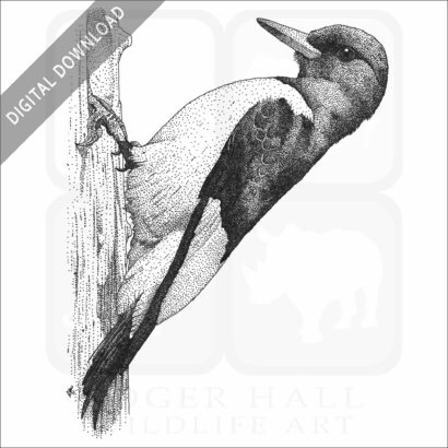 Red-Headed Woodpecker